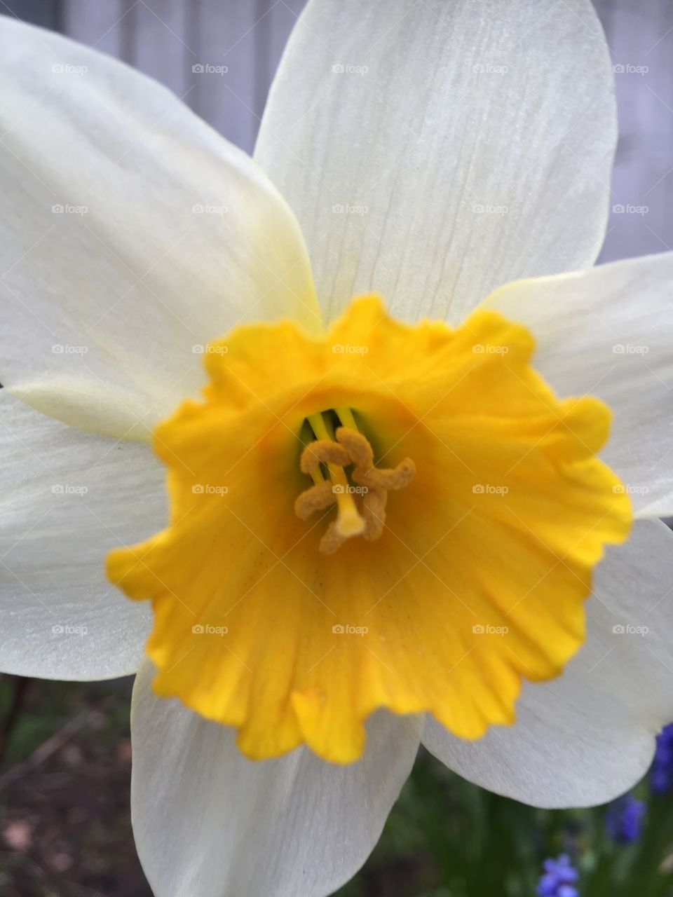 Flowers in my garden 