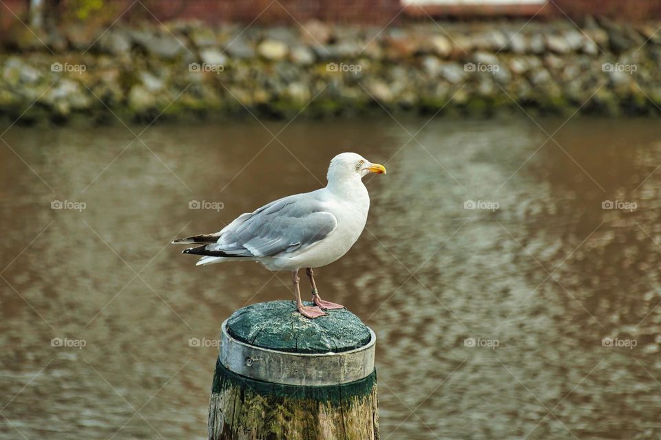 Seagull on the harbour