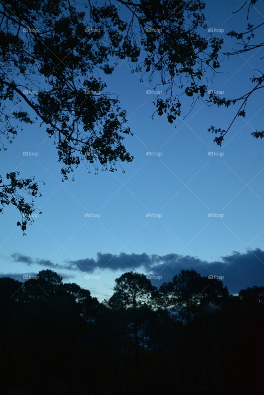 Silhouette of trees against blue sky