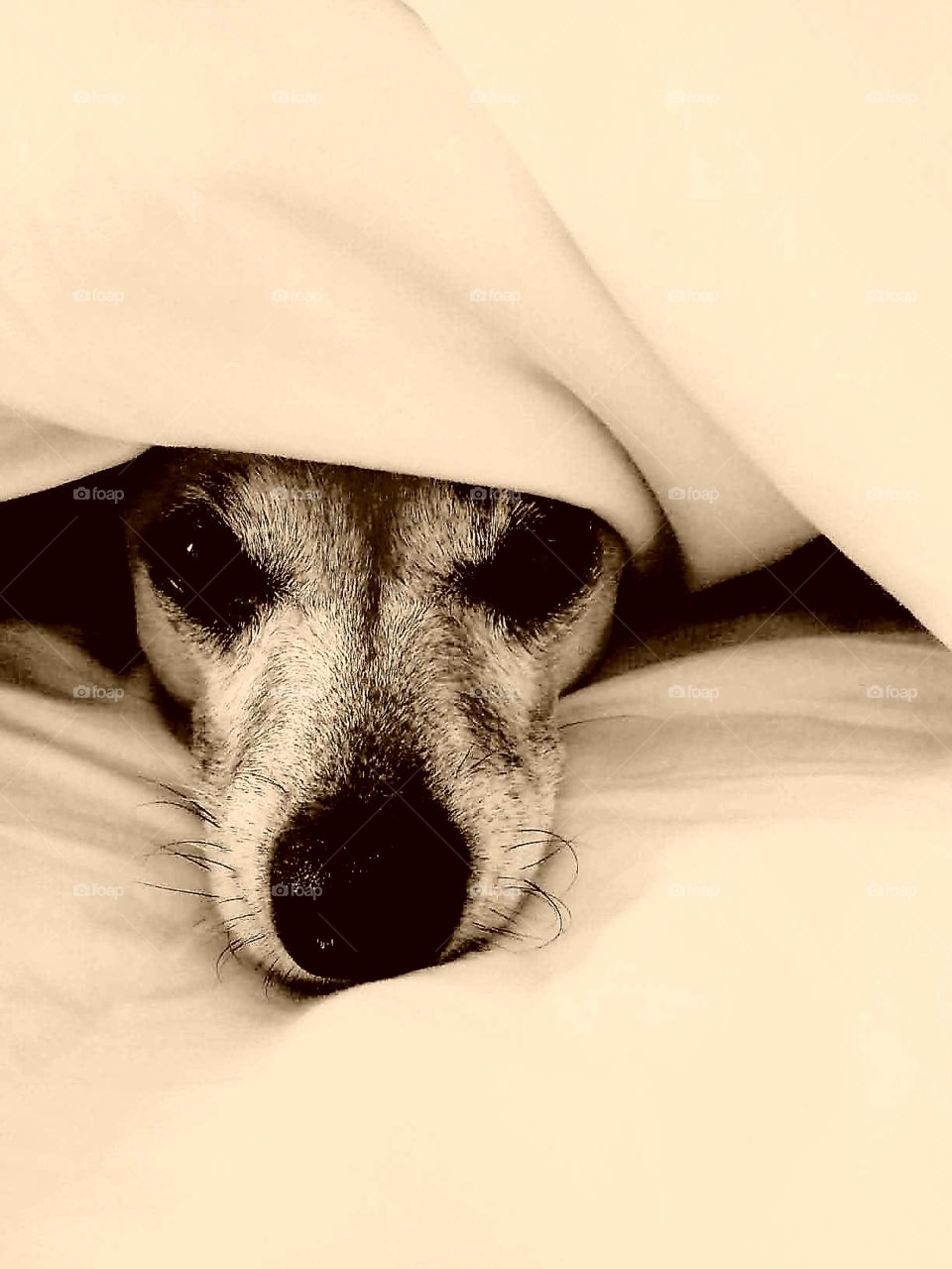 cute dog under blanket monochrome