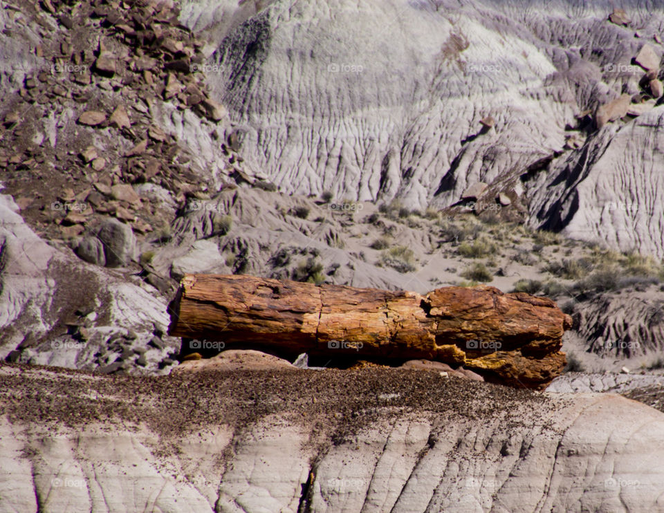 Petrified Forest