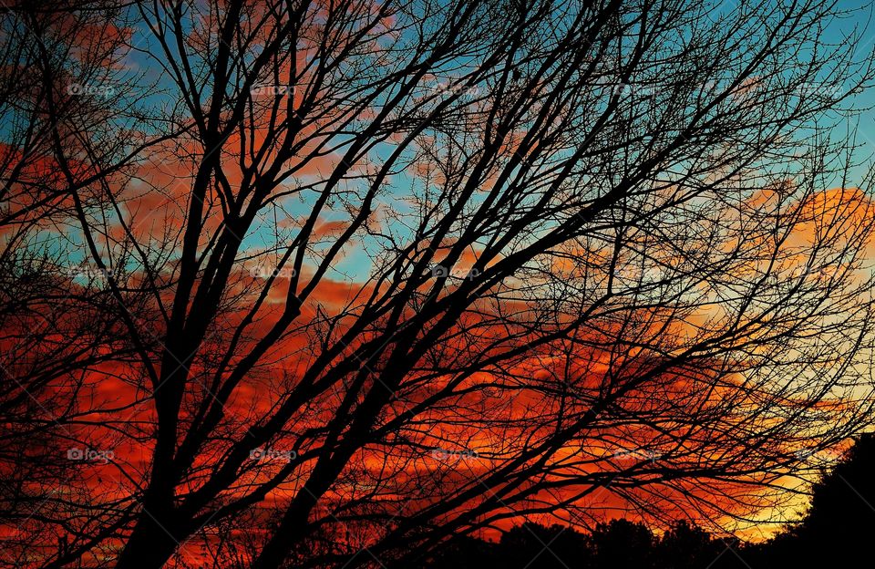 Silhouette of bare tree with dramatic sky