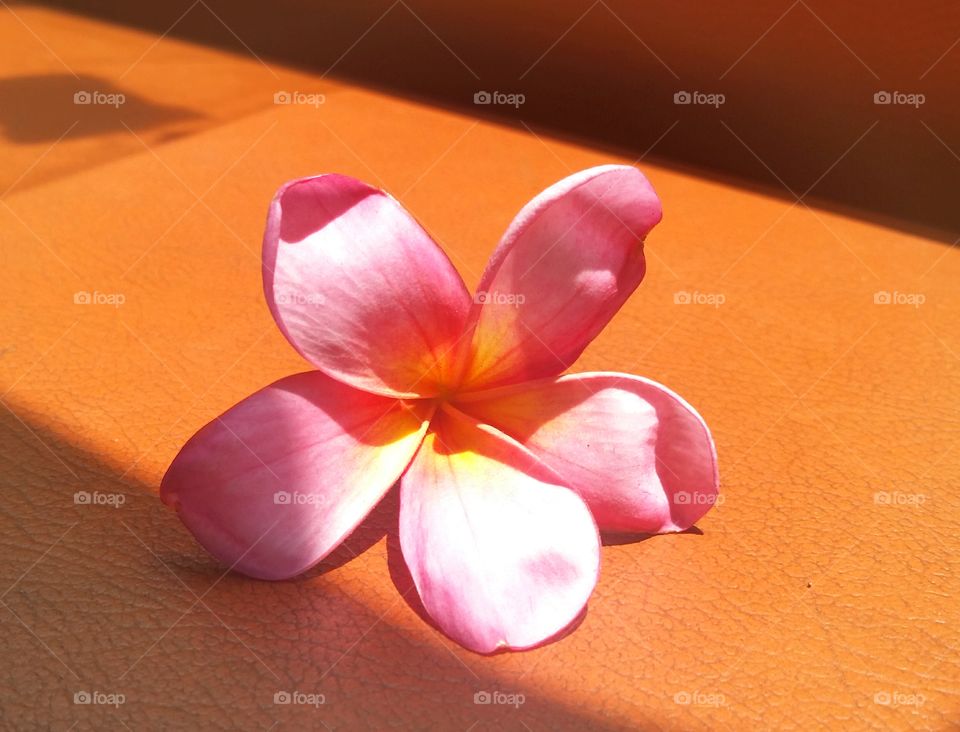 Pink plumeria or kamboja bali in orange background. Photo taken in the afternoon at 11.00 am
