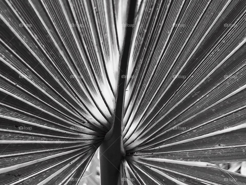 Sun shining behind a closeup of a beautiful palm frond in monochrome.