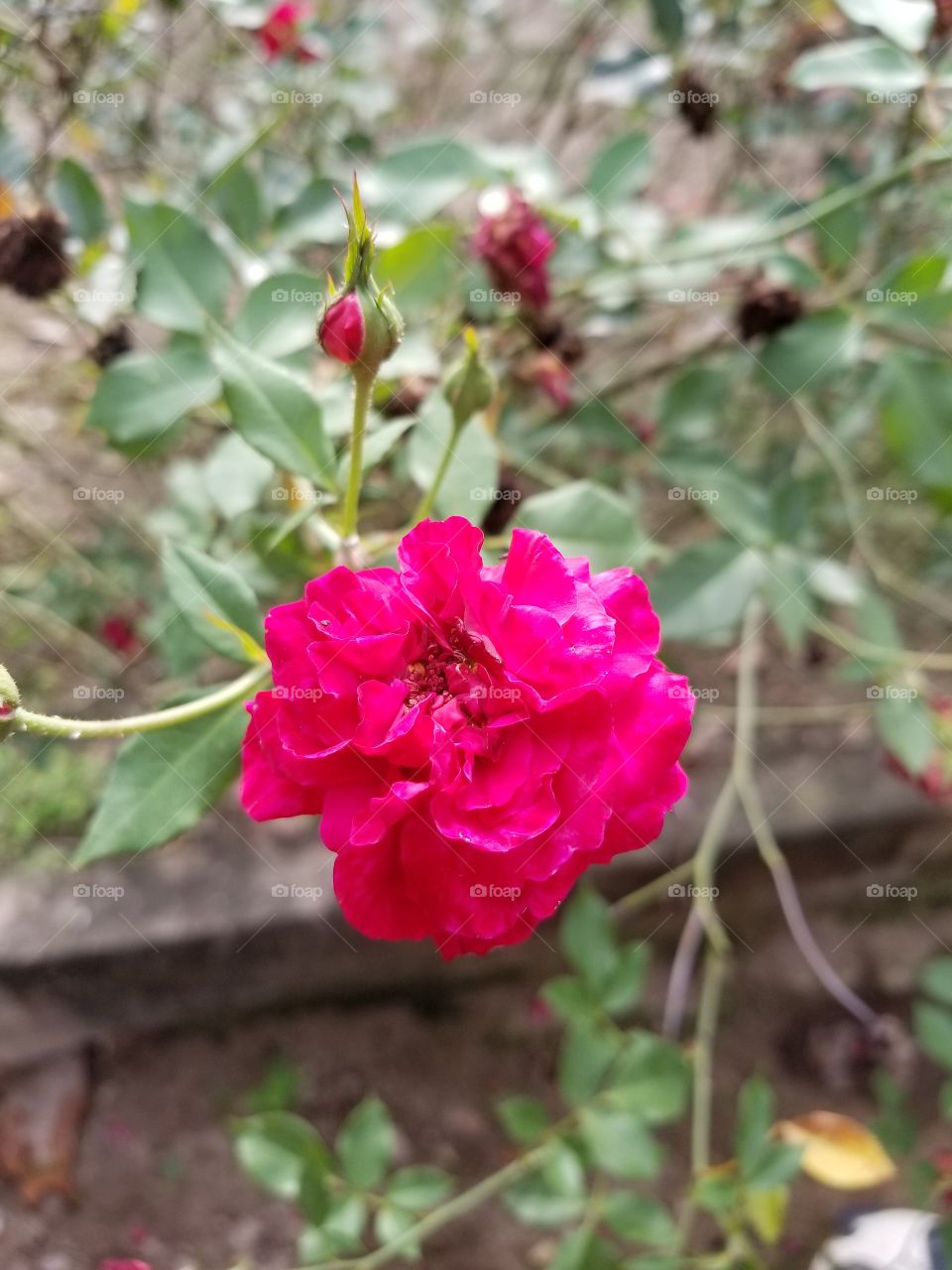 Rosa vermelha