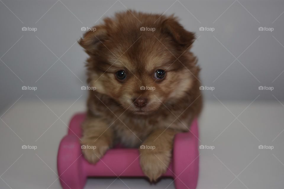 baby dog fitness