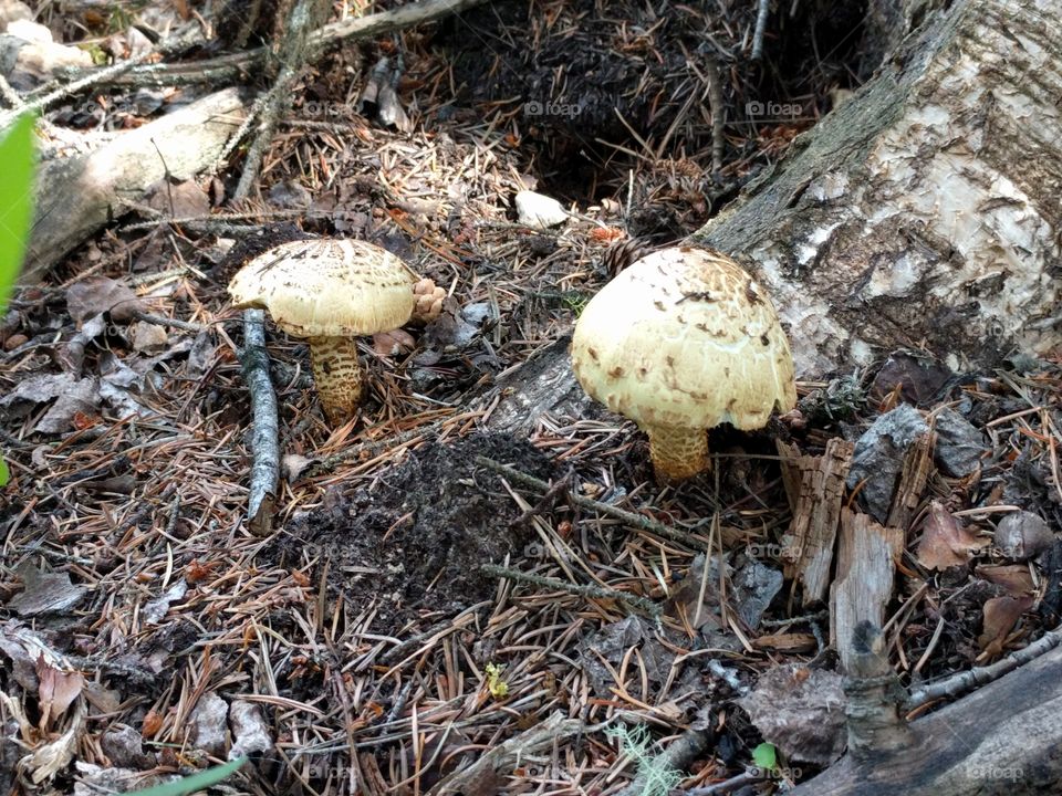 toadstools