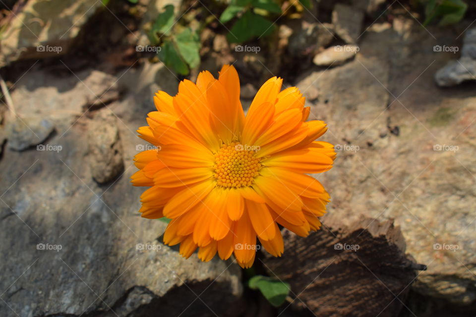 Best Orange Colour Flower of my life