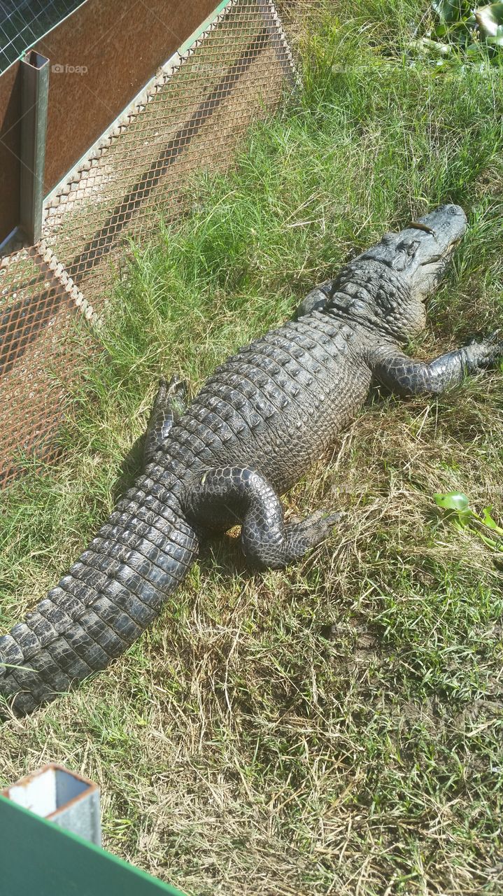 alligator just chilling