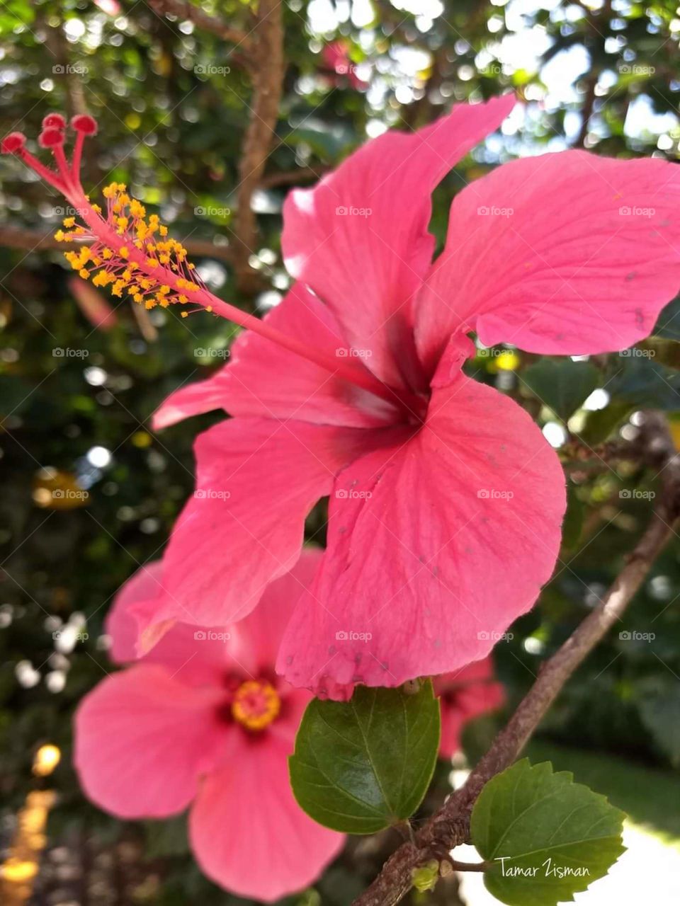 red Hibiscus