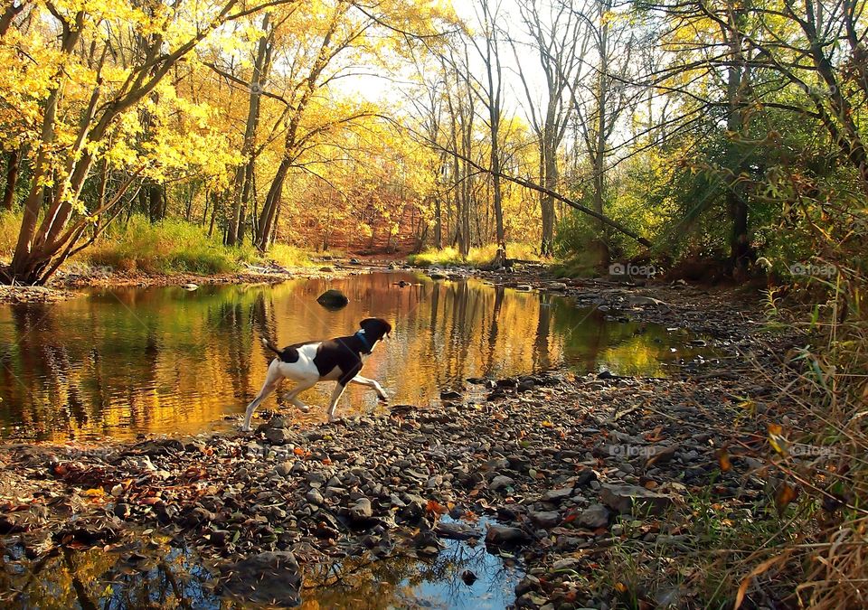 Dog running near the pond