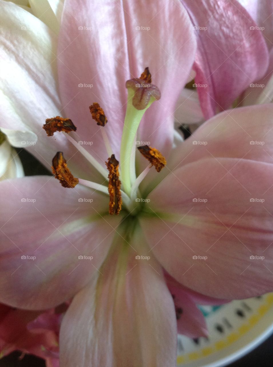 Beautiful close up tiger Lily.