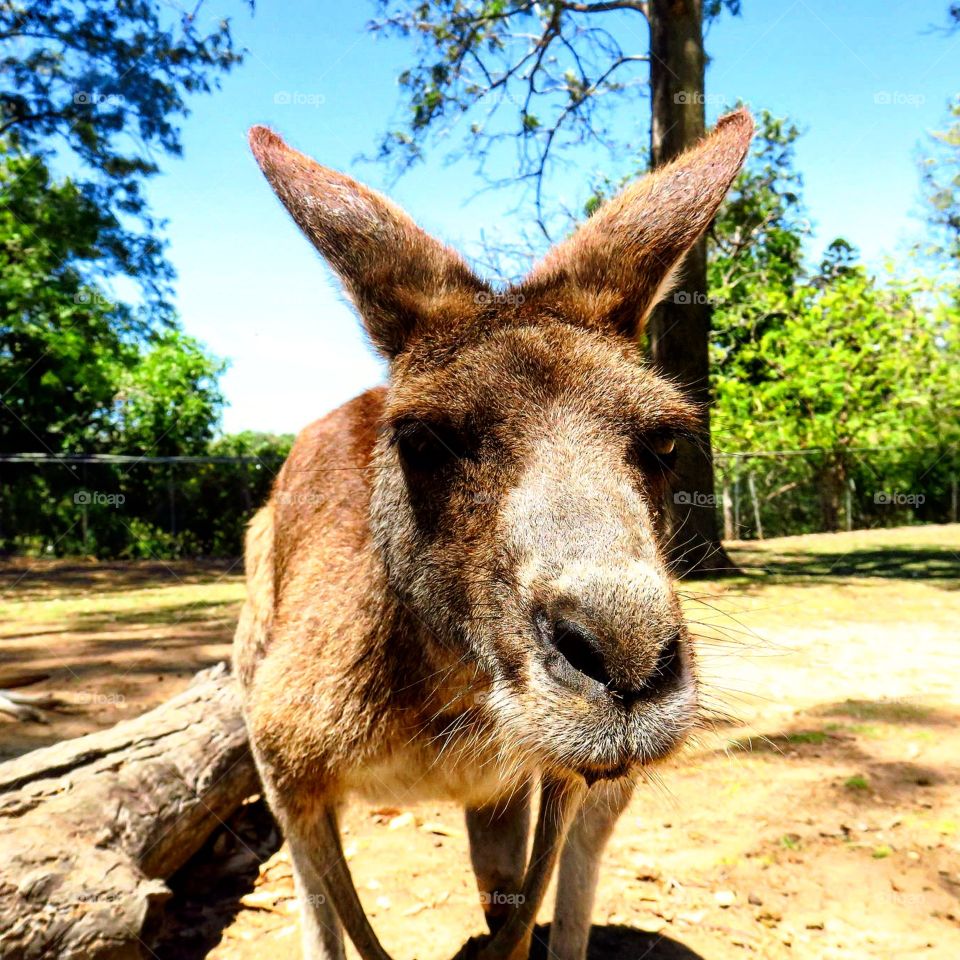 Kangaroo selfie