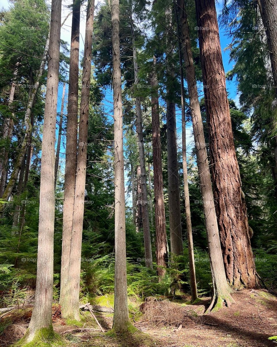 Trees in old growth forests in sunlight 