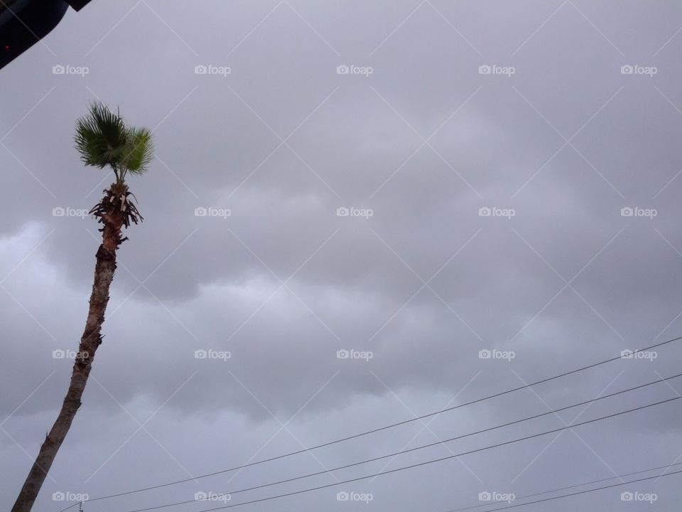 Storm clouds and a palm tree