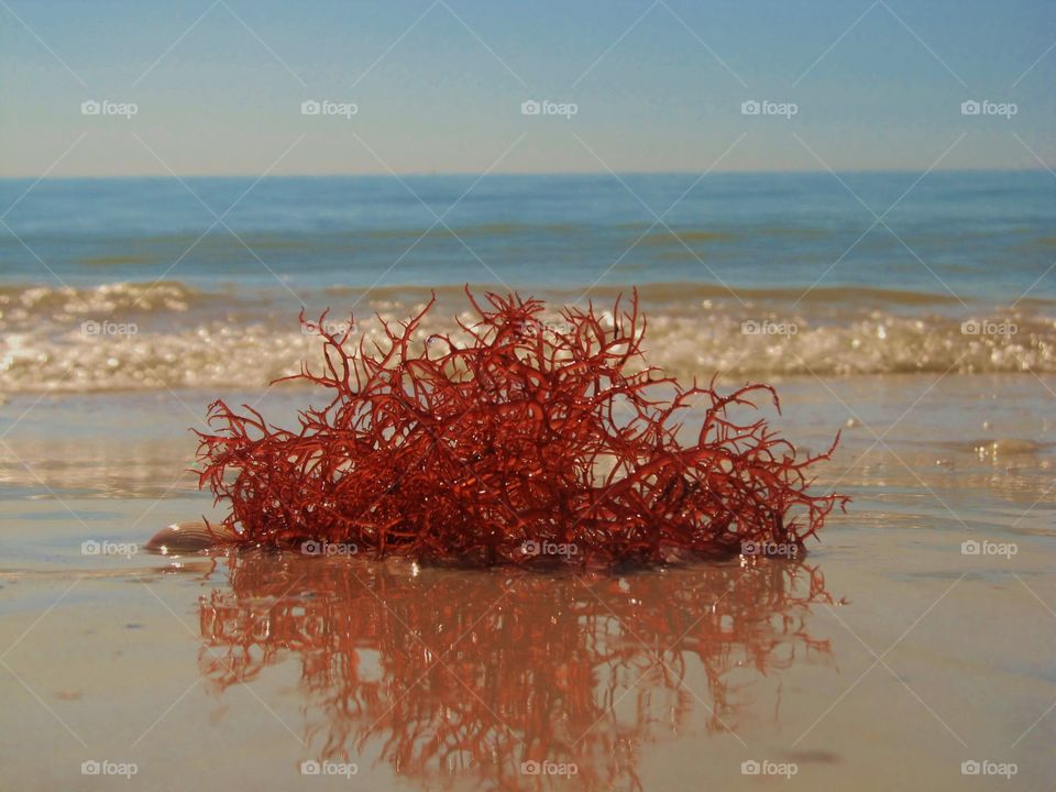 Seaweed on the beach 