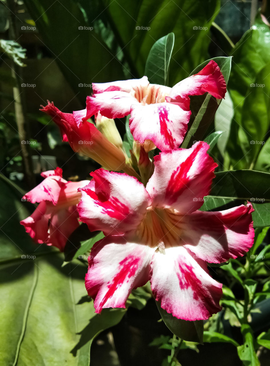 red frangipani flower