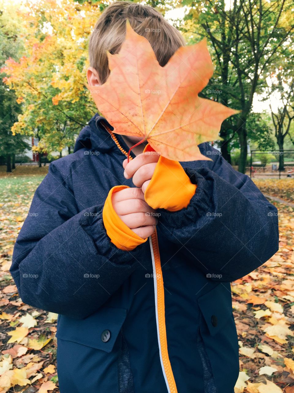 Young boy holding leaf in fall. Young boy holding red colored leaf in fall