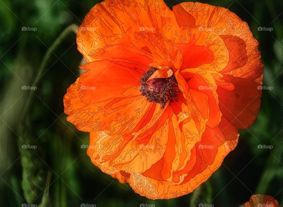 Poppy