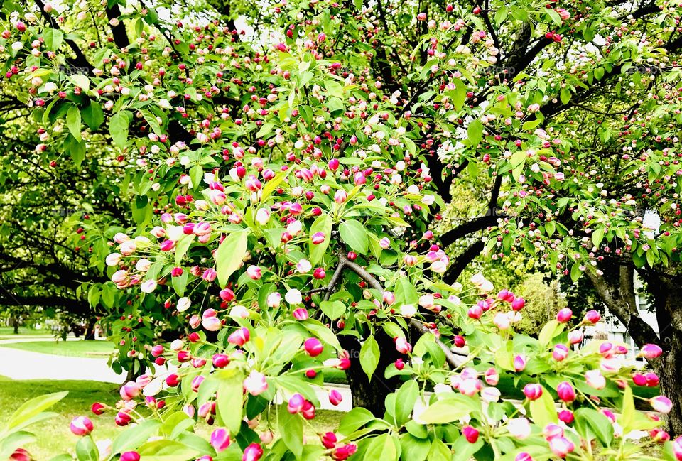 Gorgeous pink flowers seen while looking around taking in all this beautiful spring has to offer! 