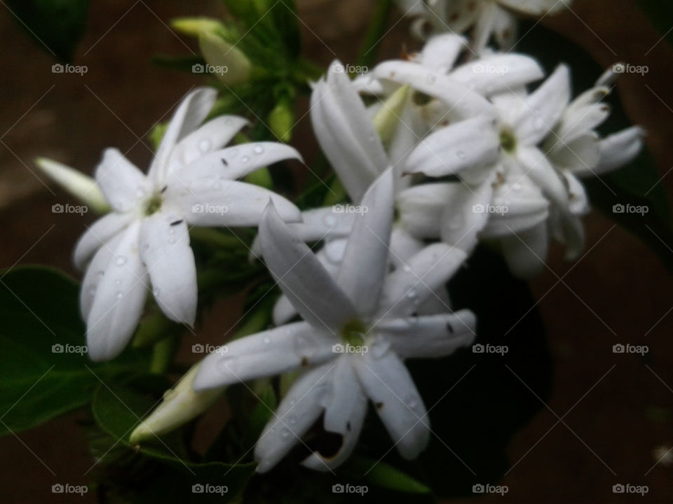 jasmine flower