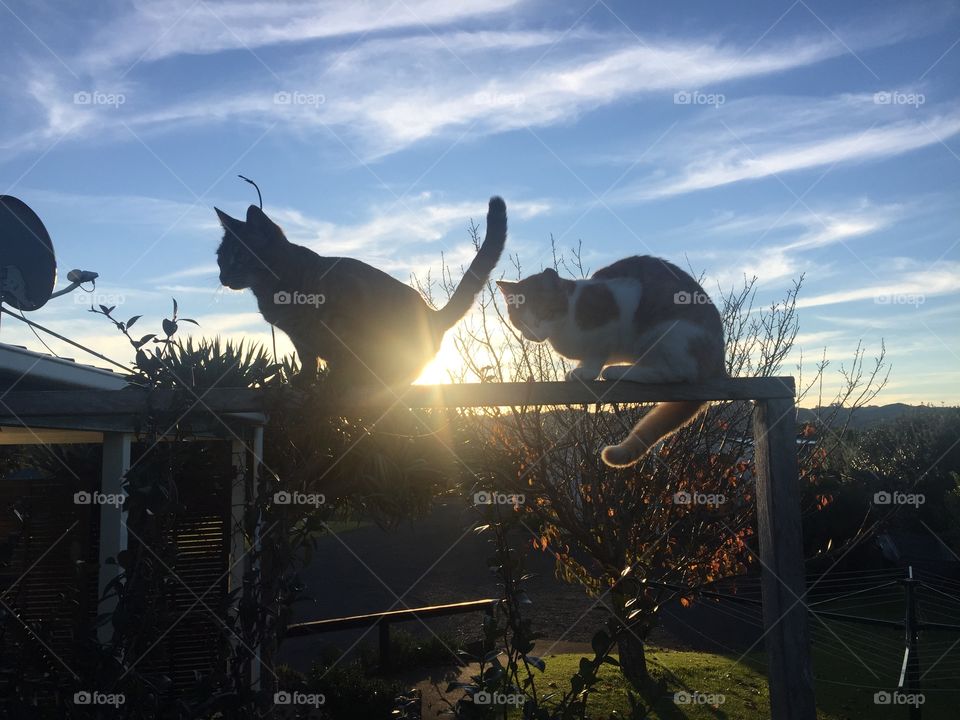 Sunset Kittens