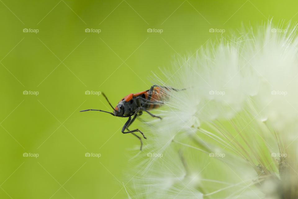 Red insect (Spilostethus Pandurus) in dandelion. Close-up