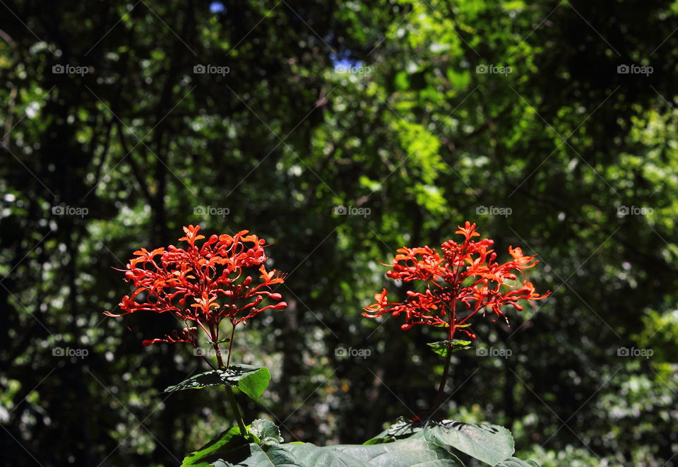 Wild asoka flower to the pair of red colour at the side of forest and the road. Looking for pair, and beauty on the red petal of theirs.