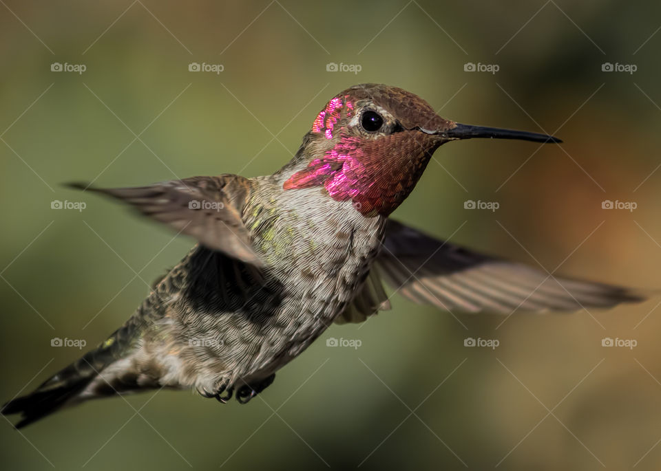 Hummingbird flying outdoors