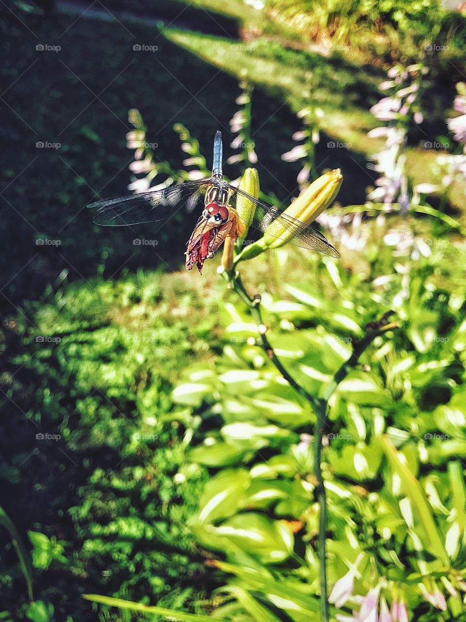 Dragonfly on my ditch lily