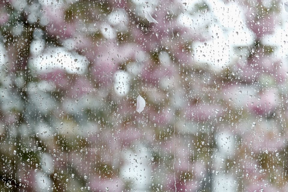Blurred background of cherry blossoms behind a rainy window and a petal