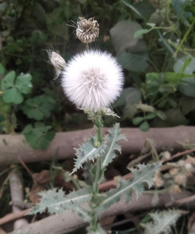 White flower plant
Perityle Emoryi 💞
🥰😍♥️