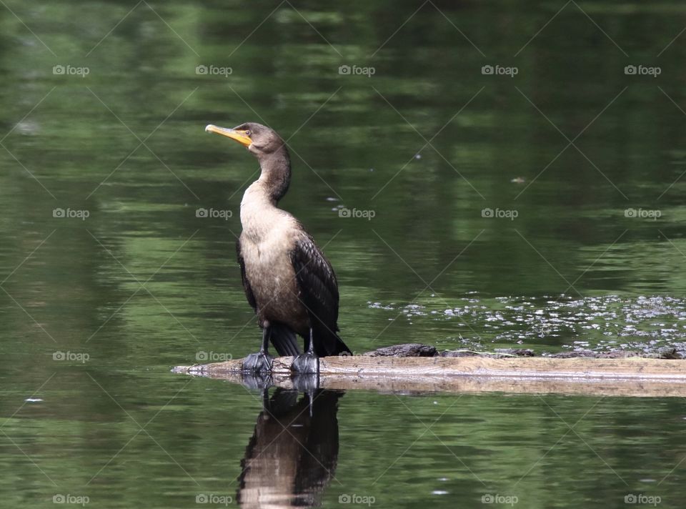 Cormorant on a perch