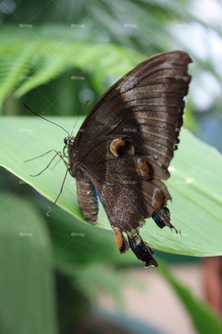 nature butterfly sydney wildlife world by kar1981