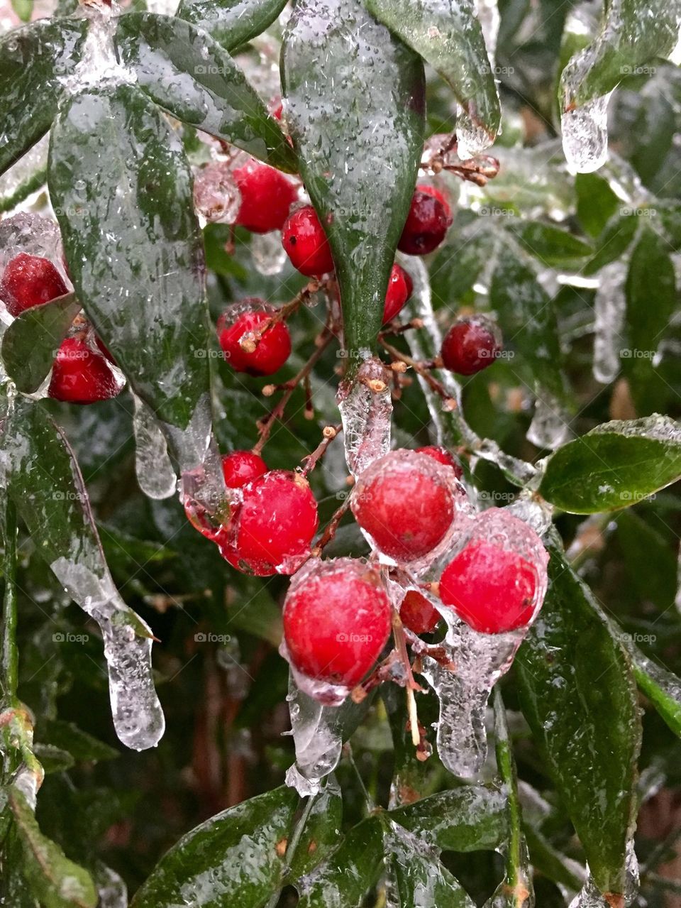 Frozen Berries
