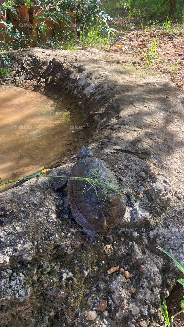 tortoise turtle