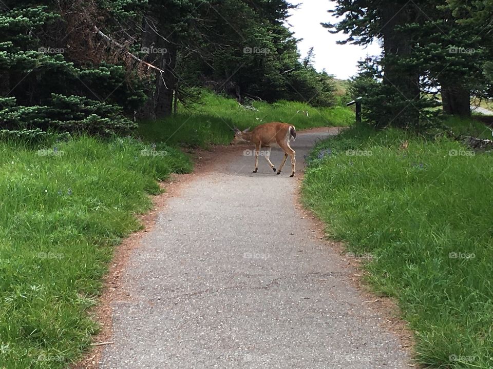 Fawn follows its mother across the path into the woods