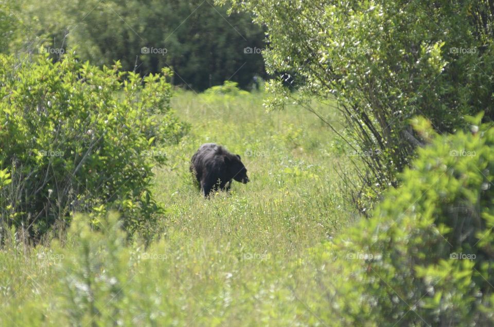 A foraging black bear 