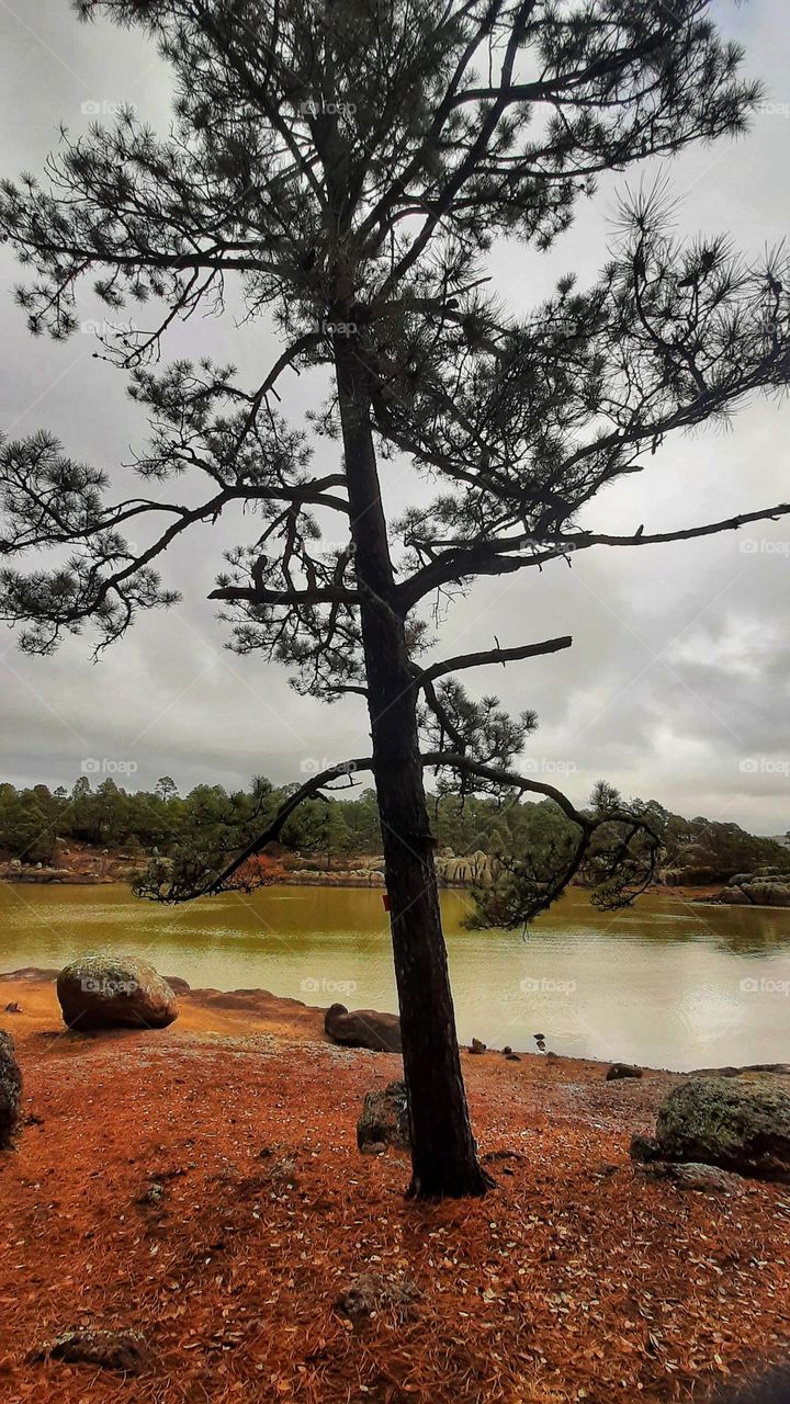 pine by the lake, pine,lake, colorful, nature,landscape, water, sky, cloudy, rocks, lago  Arareco