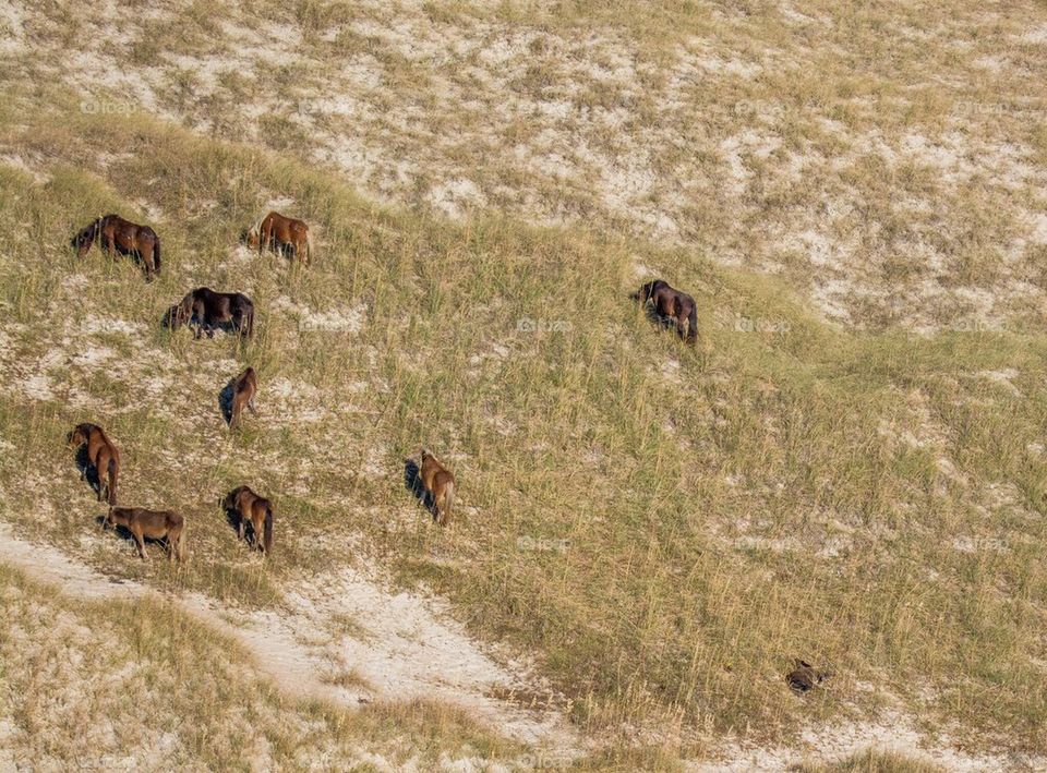 Wild Horses grazing