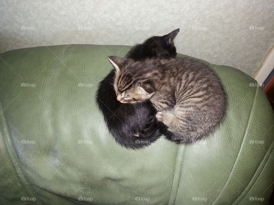 Kittens sleeping