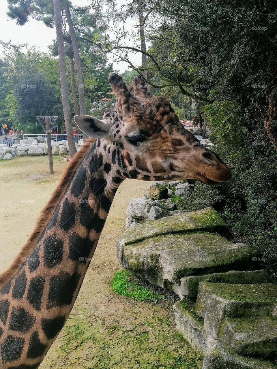Girafe