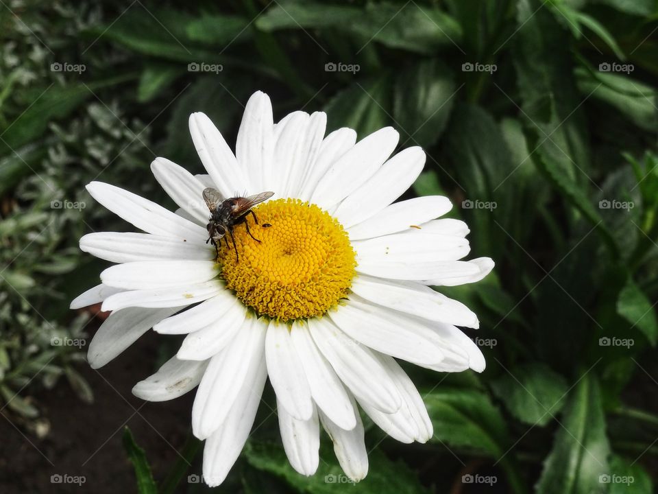 Fly on a camomile
