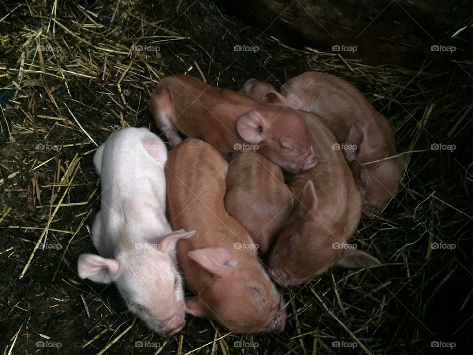 A pile of piglets