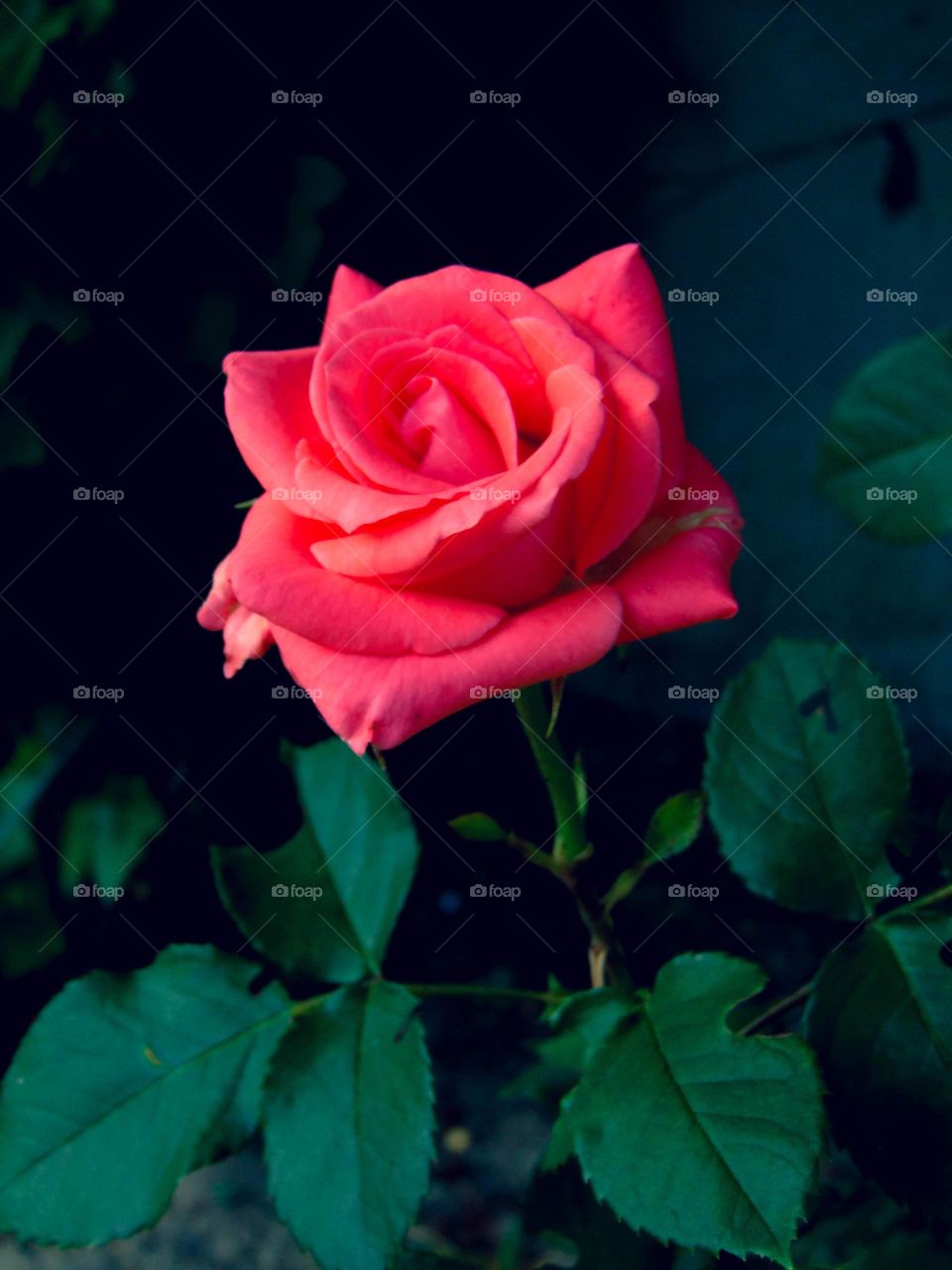 Rose