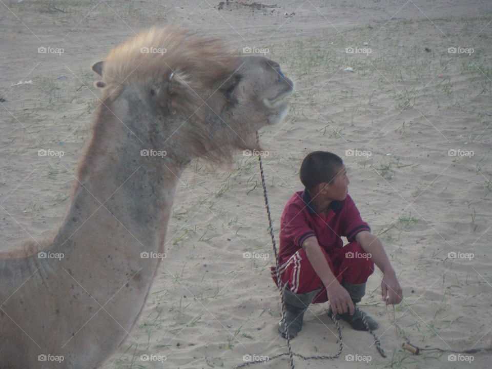 camel and boy inthe Gobbi desert Mongolia