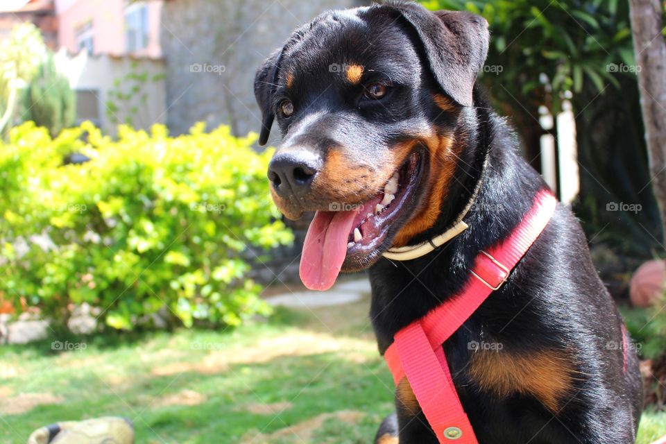 6 months old Rottweiler puppy