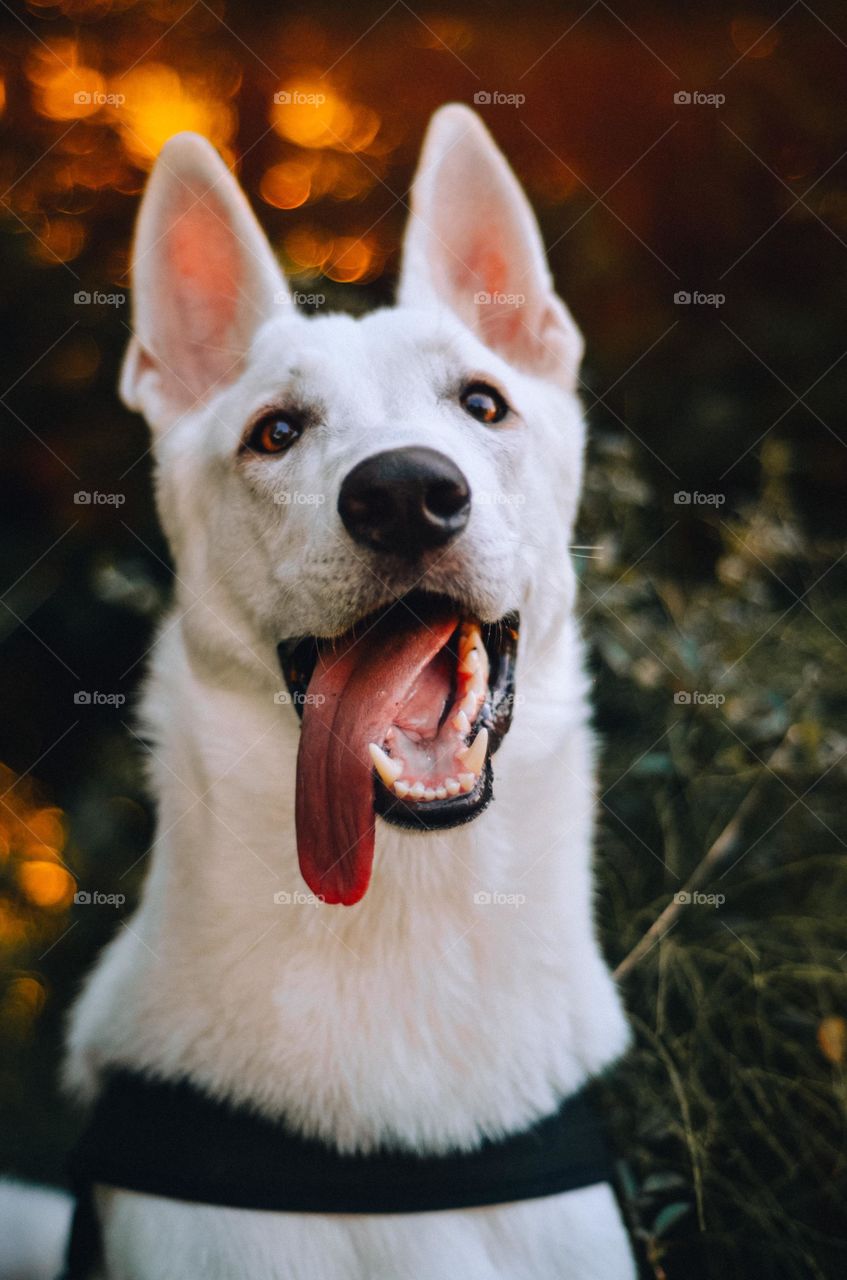 White coated dog showing Tongue.
