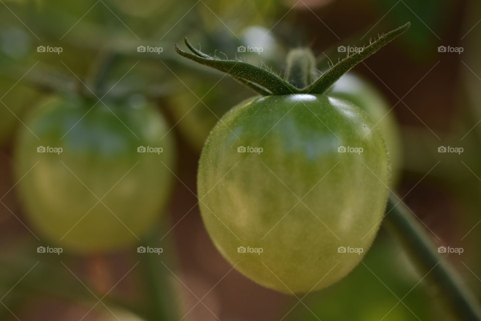 green tomato