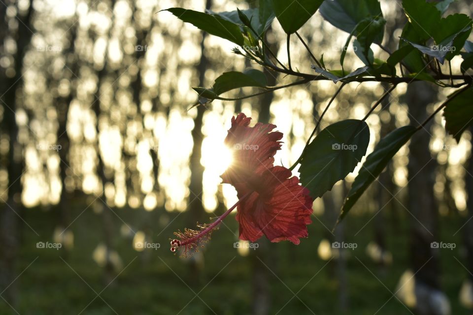 hibiscus flower in golden hour time